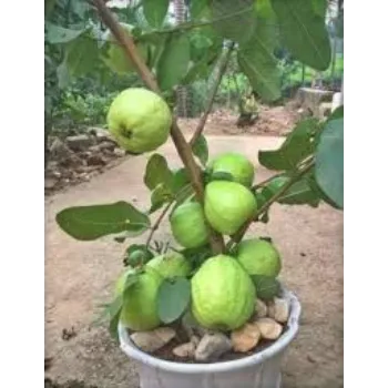 Nature Guava Plant
